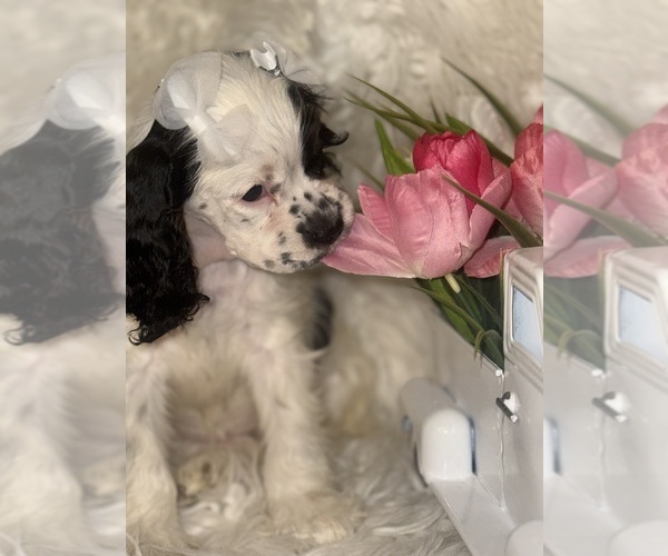 Medium Photo #1 Cocker Spaniel Puppy For Sale in HESPERIA, CA, USA