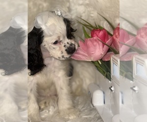 Cocker Spaniel Puppy for sale in HESPERIA, CA, USA