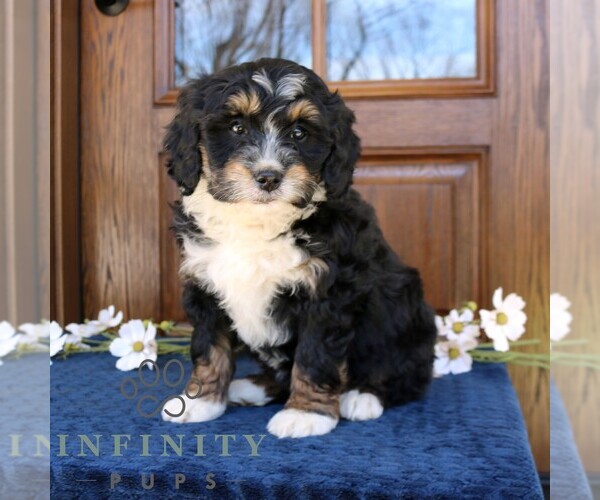 Medium Photo #3 Bernedoodle (Miniature) Puppy For Sale in NARVON, PA, USA