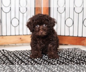 Poodle (Miniature) Puppy for sale in NAPLES, FL, USA