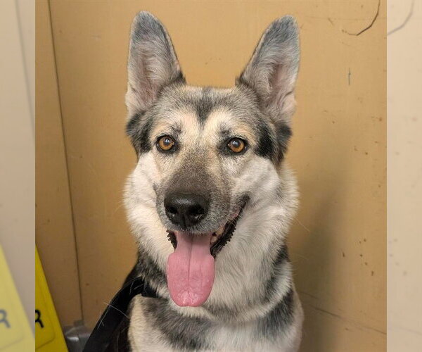 Medium Photo #2 Gerberian Shepsky Puppy For Sale in Alameda, CA, USA