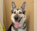 Small Photo #2 Gerberian Shepsky Puppy For Sale in Alameda, CA, USA