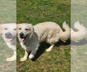 Mother of the Golden Retriever puppies born on 06/05/2025
