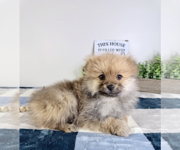 Medium Photo #6 Pomeranian Puppy For Sale in GREENFIELD, IN, USA