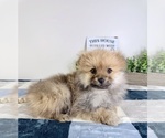 Small #5 Pomeranian