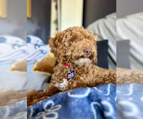 Medium Photo #1 Poodle (Miniature) Puppy For Sale in Oak Bluffs, MA, USA