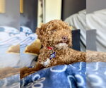 Small Poodle (Miniature)