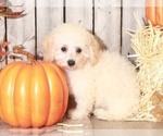Small Photo #2 Bichpoo Puppy For Sale in MOUNT VERNON, OH, USA