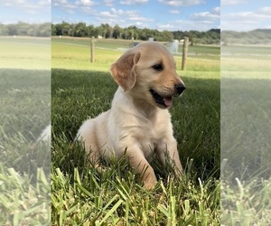 Golden Retriever Puppy for sale in CUB RUN, KY, USA
