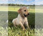 Small Golden Retriever