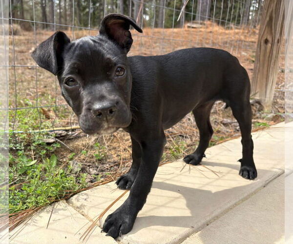 Medium Photo #1 Mutt Puppy For Sale in Holly Springs, NC, USA