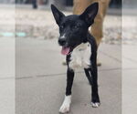 Small #16 German Shepherd Dog Mix