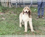 Small Photo #1 Poodle (Standard) Puppy For Sale in NEOLA, WV, USA
