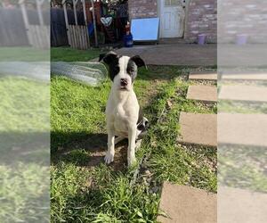 Boxer-Unknown Mix Dogs for adoption in San Antonio, TX, USA