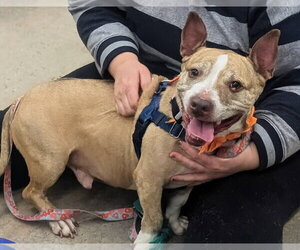Bear - Male American Staffordshire Terrier Dog for Adoption - Photo #4
