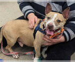 Small Photo #4 American Staffordshire Terrier Puppy For Sale in Lawrenceville, NJ, USA