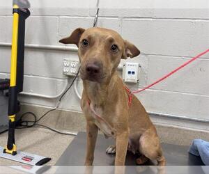 Black Mouth Cur-Unknown Mix Dogs for adoption in Grand Prairie, TX, USA