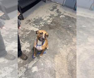 Rhodesian Ridgeback-Unknown Mix Dogs for adoption in Tallahassee, FL, USA