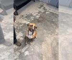 Small Rhodesian Ridgeback Mix
