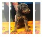 Small Photo #4 Doberman Pinscher Puppy For Sale in SAINT LOUIS, MO, USA