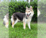 Small #1 Collie Mix