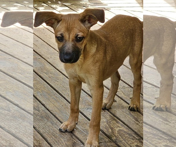 Medium Photo #1 Chihuahua-Wheaten Terrier Mix Puppy For Sale in Arlington, WA, USA