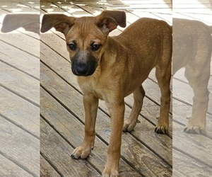Chihuahua-Wheaten Terrier Mix Dogs for adoption in Arlington, WA, USA