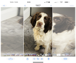 Father of the English Springer Spaniel puppies born on 09/10/2025