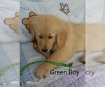 Small Photo #2 Golden Retriever Puppy For Sale in WARRENSBURG, MO, USA