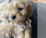 Small Photo #3 Aussiedoodle Miniature  Puppy For Sale in GREENWOOD, MO, USA