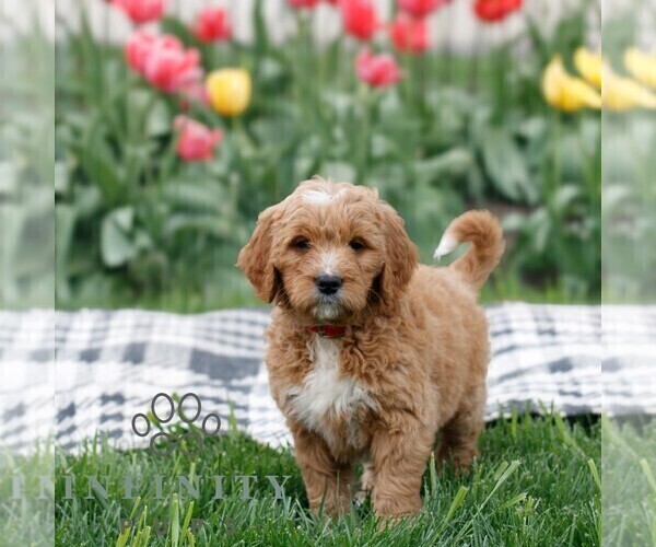 Medium Photo #1 Goldendoodle Puppy For Sale in NARVON, PA, USA