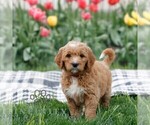 Small Goldendoodle