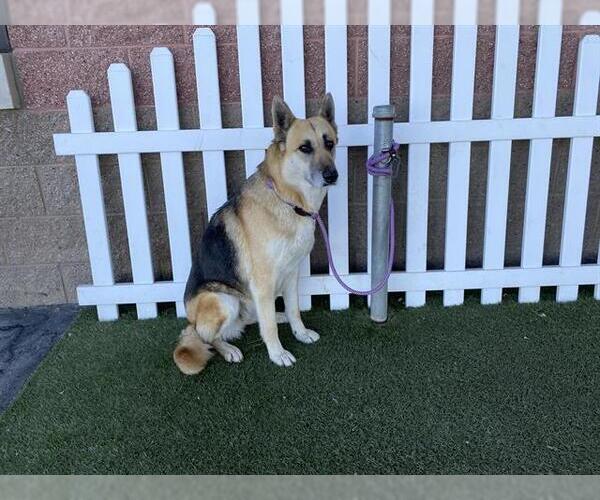Medium Photo #1 German Shepherd Dog Puppy For Sale in Modesto, CA, USA