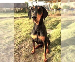 Doberman Pinscher Dogs for adoption in Oakley, CA, USA