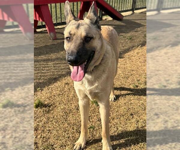 Medium Photo #2 German Shepherd Dog Puppy For Sale in Riverside, CA, USA