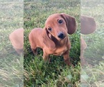 Small #2 Dachshund