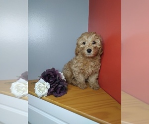 Goldendoodle (Miniature) Puppy for sale in INDIANAPOLIS, IN, USA