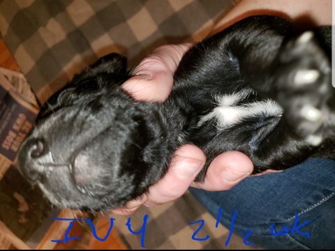 Medium Photo #5 German Shorthaired Pointer-Golden Labrador Mix Puppy For Sale in AMES, IA, USA