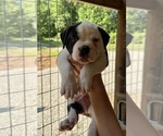 Puppy Male 2 American Bulldog