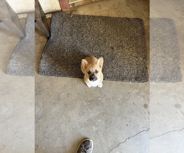 Medium Photo #1 Pembroke Welsh Corgi Puppy For Sale in ROMOLAND, CA, USA