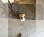 Puppy Sable male Pembroke Welsh Corgi