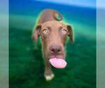 Small #1 Labrador Retriever Mix