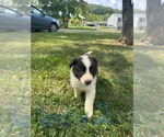 Small #1 Border Collie-Collie Mix