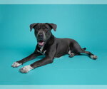 Small #16 American Staffordshire Terrier-Labrador Retriever Mix