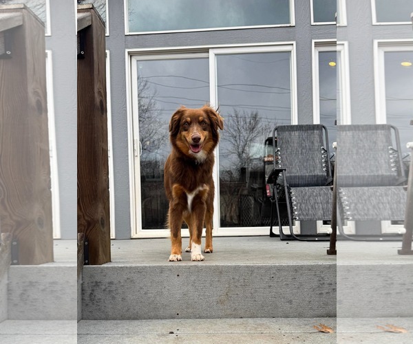 Medium Photo #3 Australian Shepherd Puppy For Sale in Overland Park, KS, USA