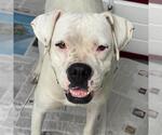 Small #2 Boxer