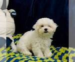 Small #1 Zuchon