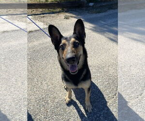 Dakota - Female Mutt Dog for Adoption - Photo #4