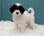 Small Photo #5 Miniature Labradoodle Puppy For Sale in BLAKESBURG, IA, USA