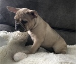 Small Photo #6 French Bulldog Puppy For Sale in MIDDLEBURG, FL, USA